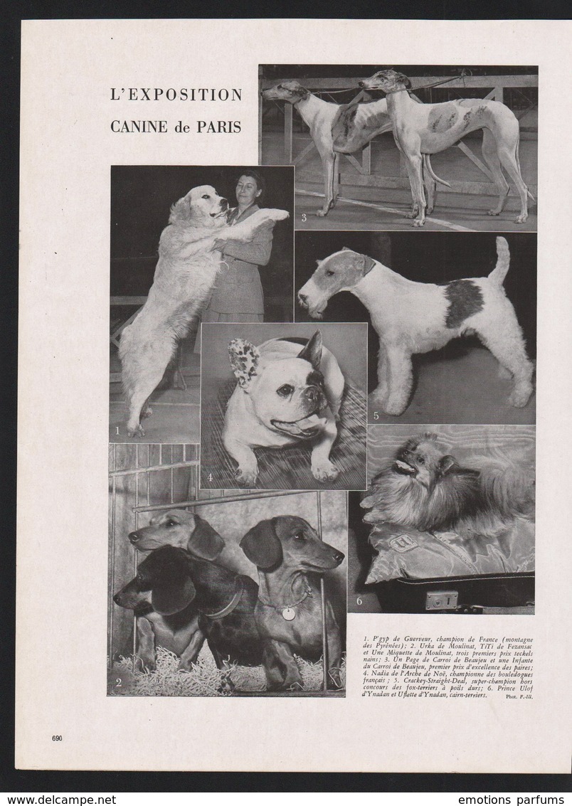 Pub Papier 1947 Exposition Canine Chiens Chien Levriers Teckels Fox Terrier  Cairn Terrier Bouledogues - Advertising