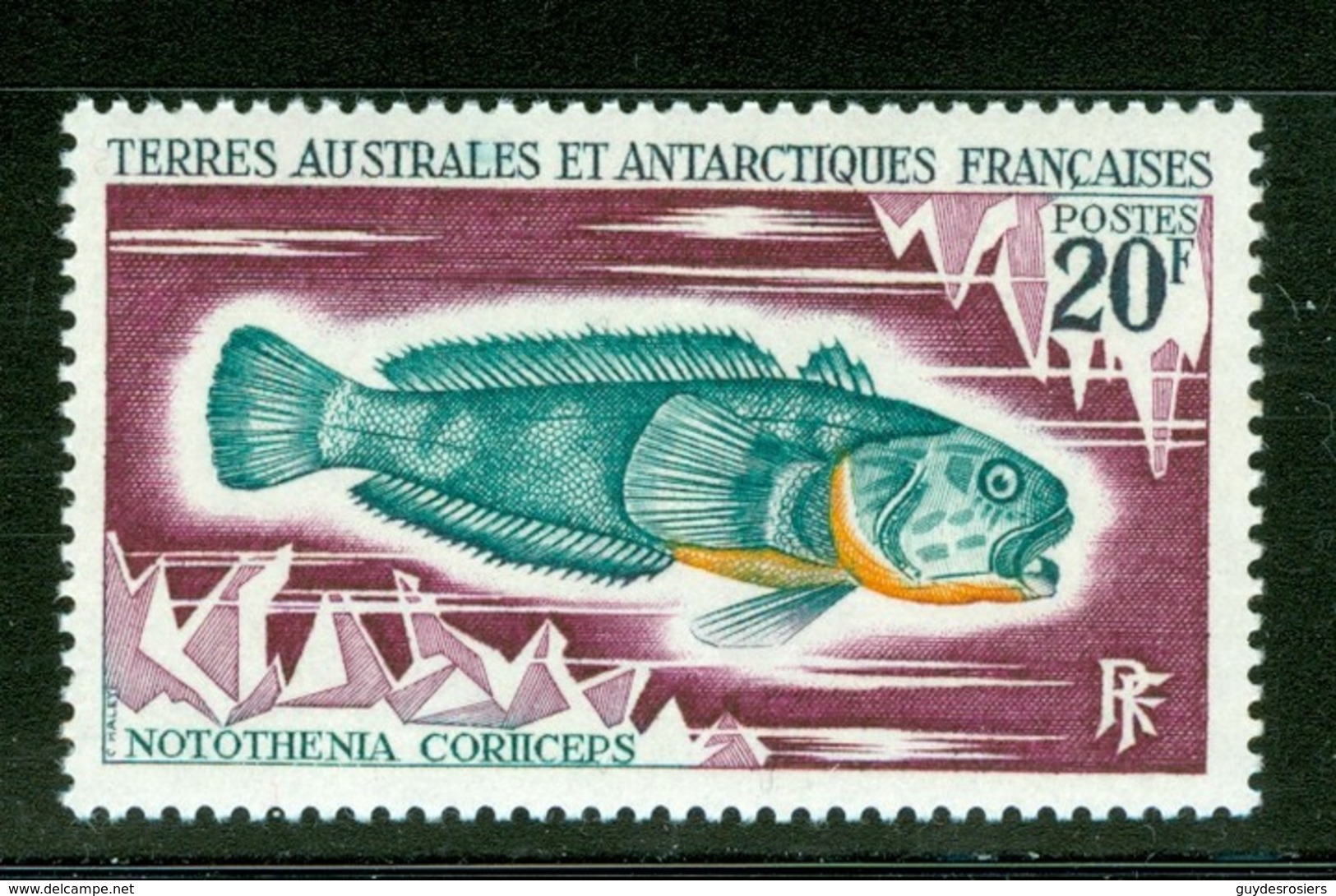 Poisson / Fish : Notothenia Coriiceps. Timbre Scott Stamp # 39.  T.A.A.F. (2294) - Other & Unclassified