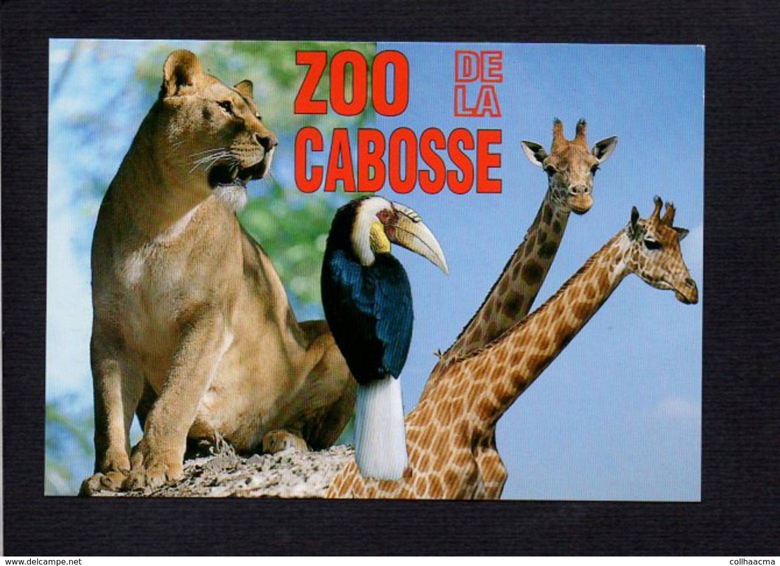 14 Jurques / ZOO De La Cabosse / Lionne,girafes,oiseau - Autres & Non Classés