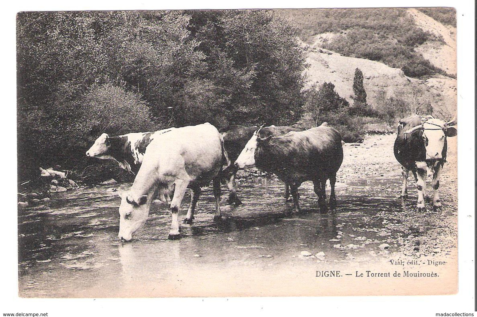 Digne (04 - Alpes De Haute Provence)  Le Torrent De Mouiroués - Vaches - Digne