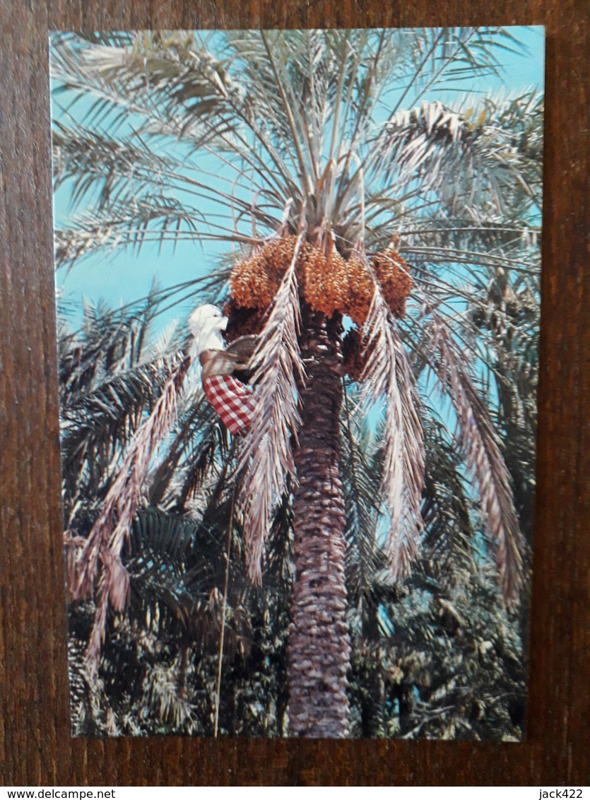 L21/776  Bahrain . Palm Trees . Timbres Au Dos - Bahrain