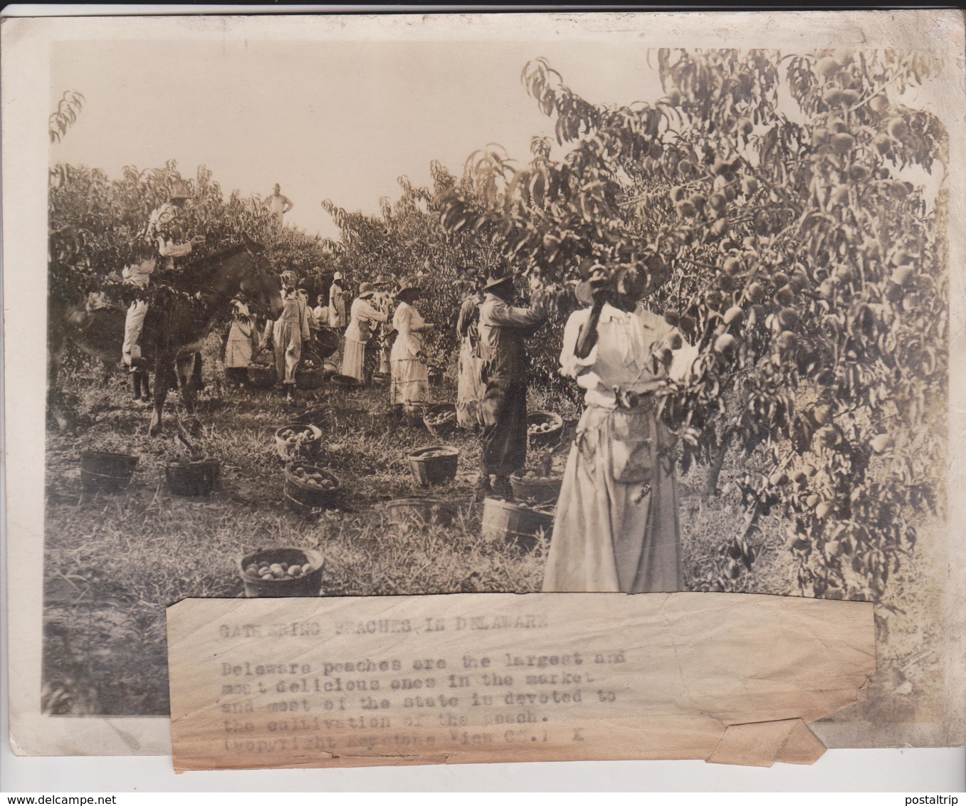 PEACHES IN DELAWARE    21*17CM Fonds Victor FORBIN 1864-1947 - Profesiones