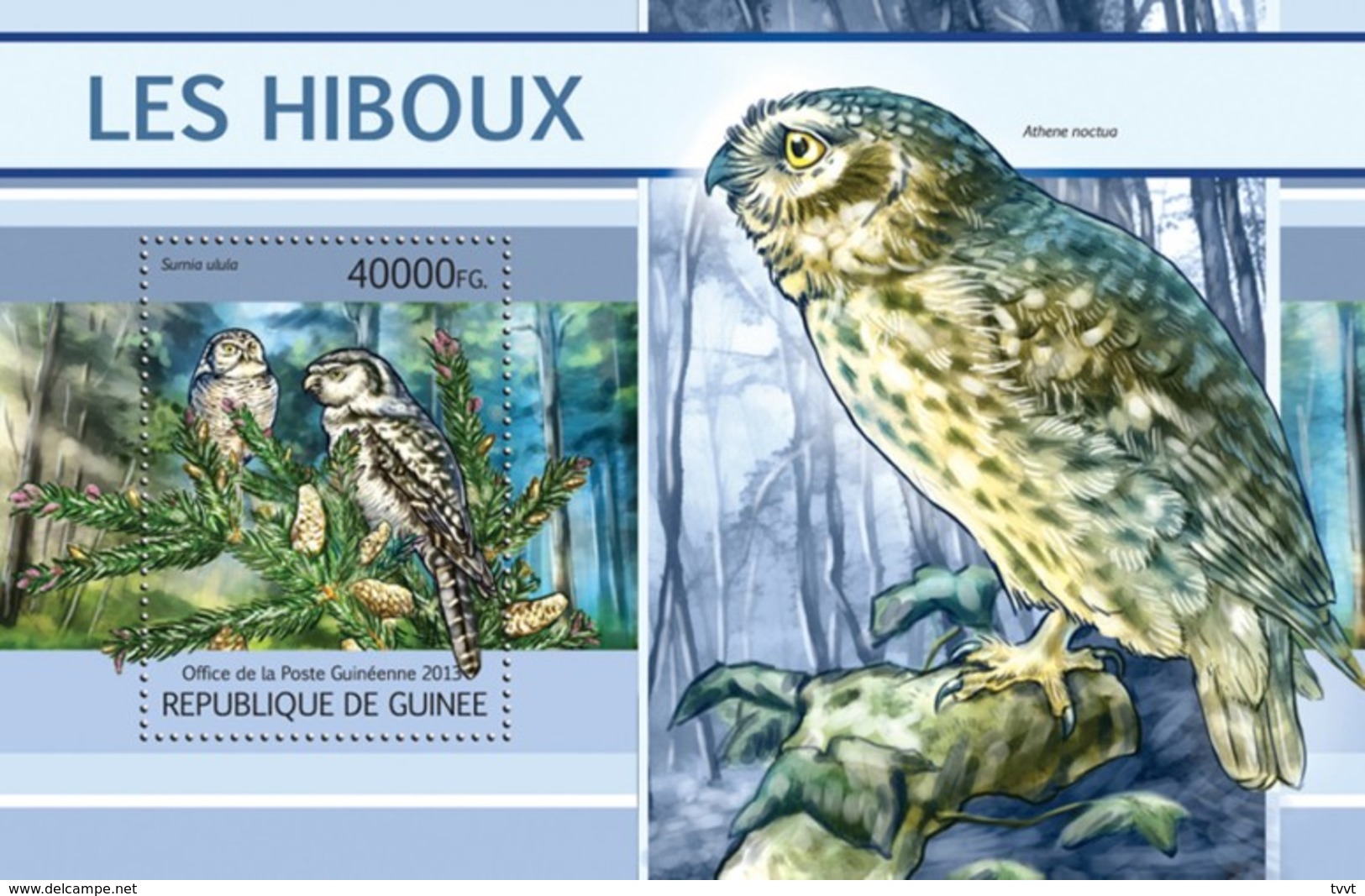 Guinea, 2013. [gu13112] Birds, Owls (s\s+m\s) - Hiboux & Chouettes