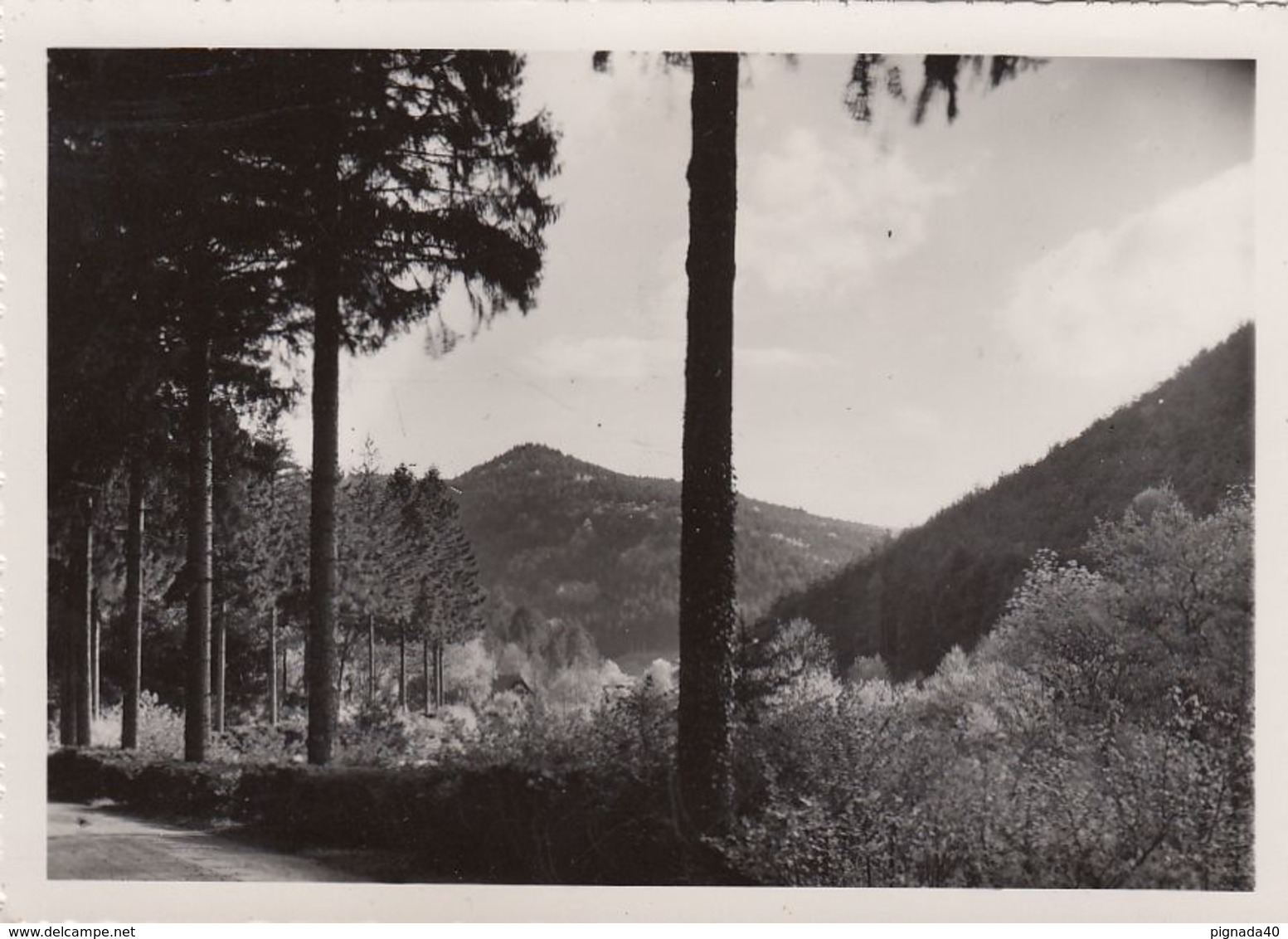 Cp , 67 , MONT SAINT-ODILE , Alt. 763 M., La Montée - Sainte Odile