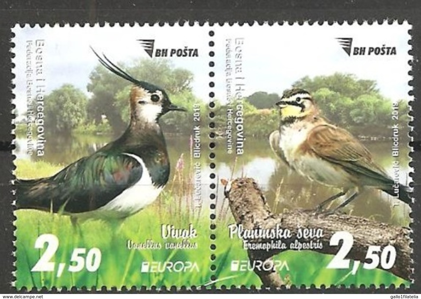 2019 - BOSNIA AND HERZEGOVINA SARAJEVO - EUROPA  CEPT - UCCELLI / BIRDS.  MNH. - 2019