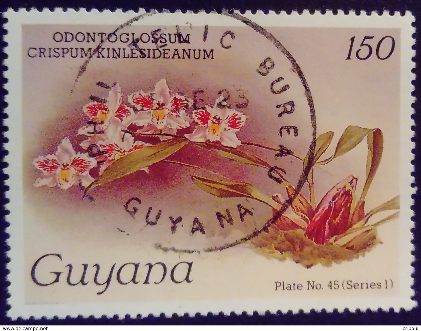 Guyana 1985 Fleur Flower Orchidée Orchid Yvert 1243 O Used - Guyane (1966-...)