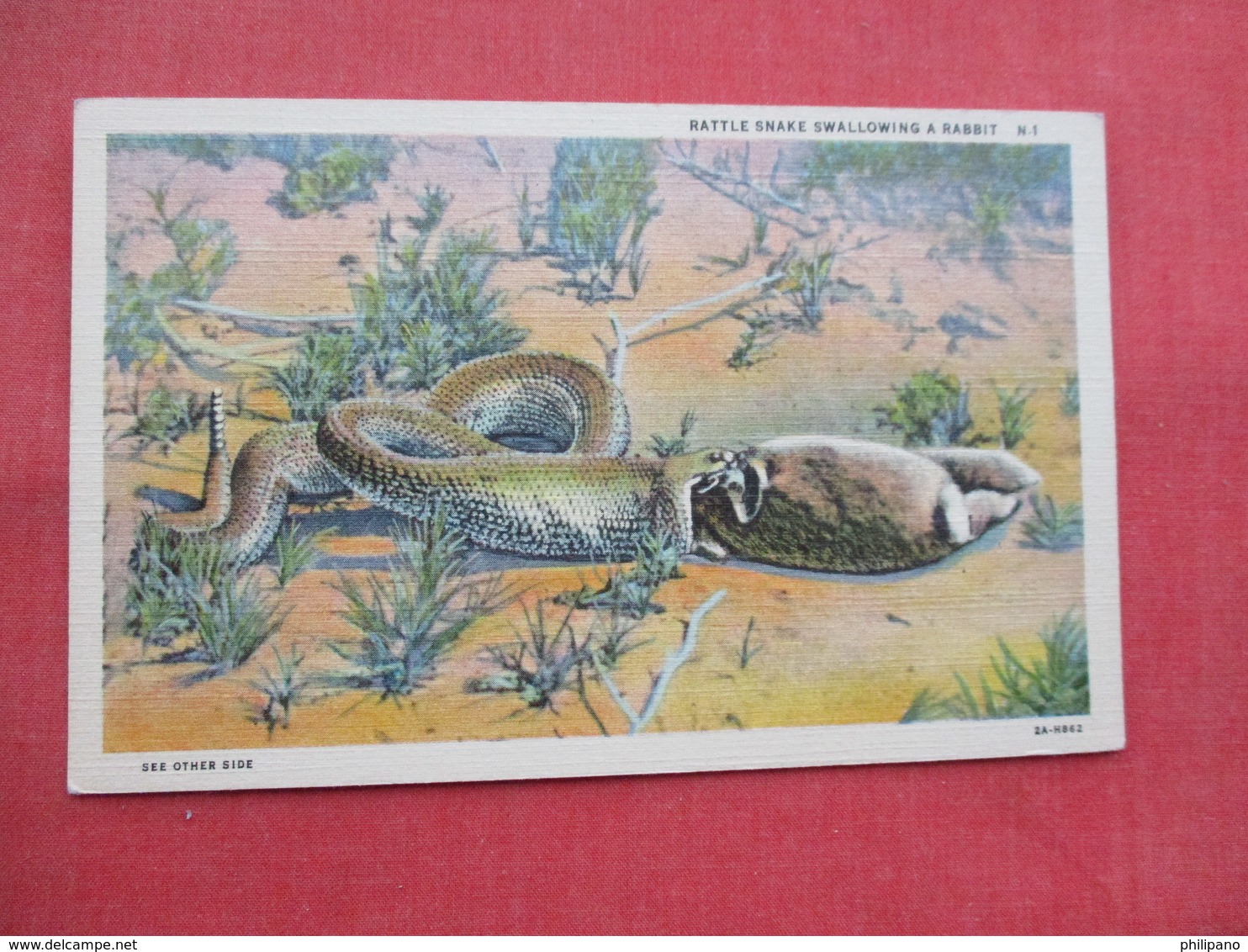 Rattlesnake Swallowing A Rabbit       Ref 3451 - Other & Unclassified