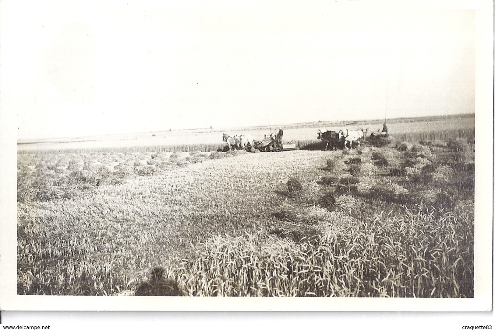 JAVELEUSES  TIREE PAR LES CHEVAUX     CARTE PHOTO - Métiers