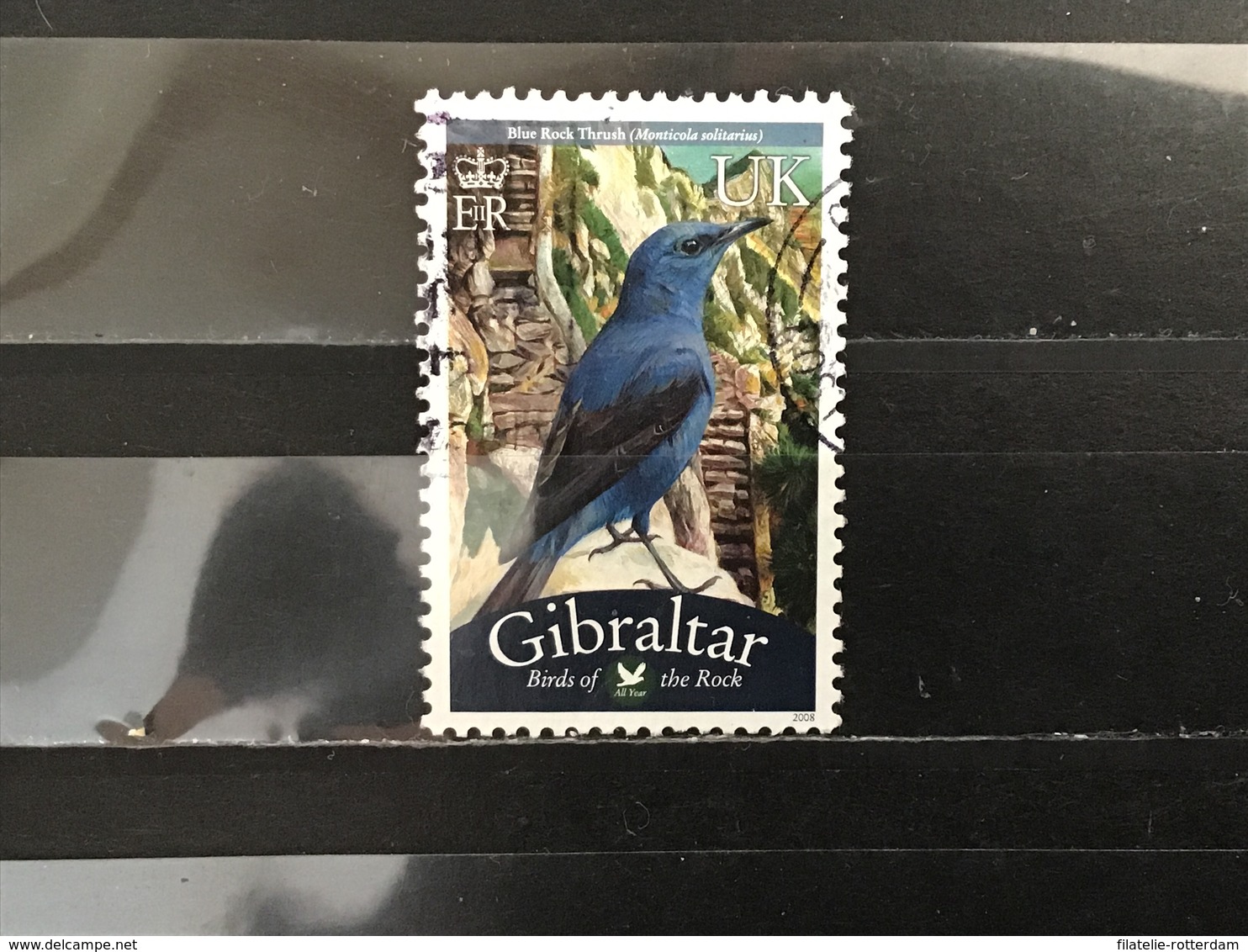 Gibraltar - Vogels (UK) 2008 - Gibraltar