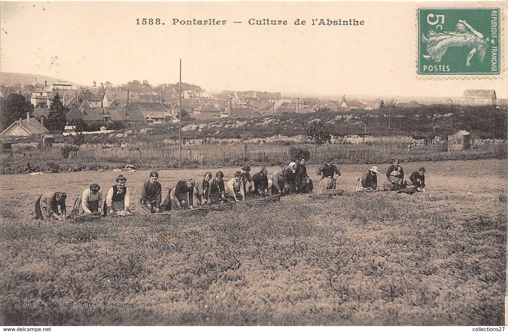 25-PONTALIER-CULTURE DE L'ABSINTHE - Pontarlier