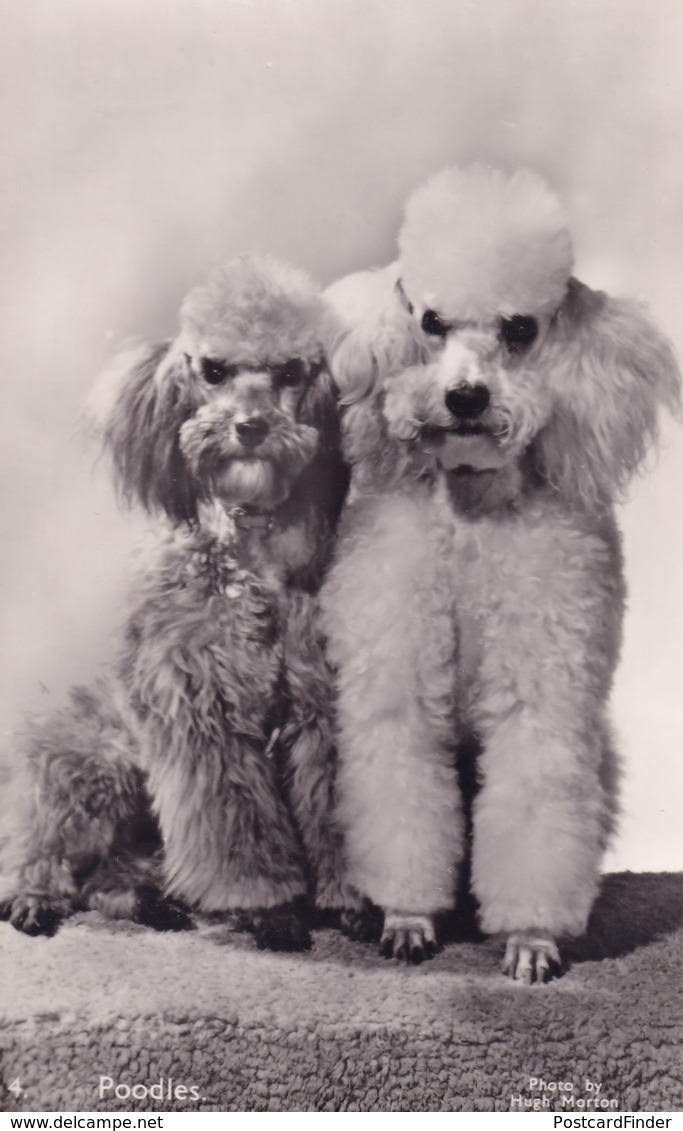 White Poodles Photo Parade Old Hugh Morton Dog Postcard - Dogs