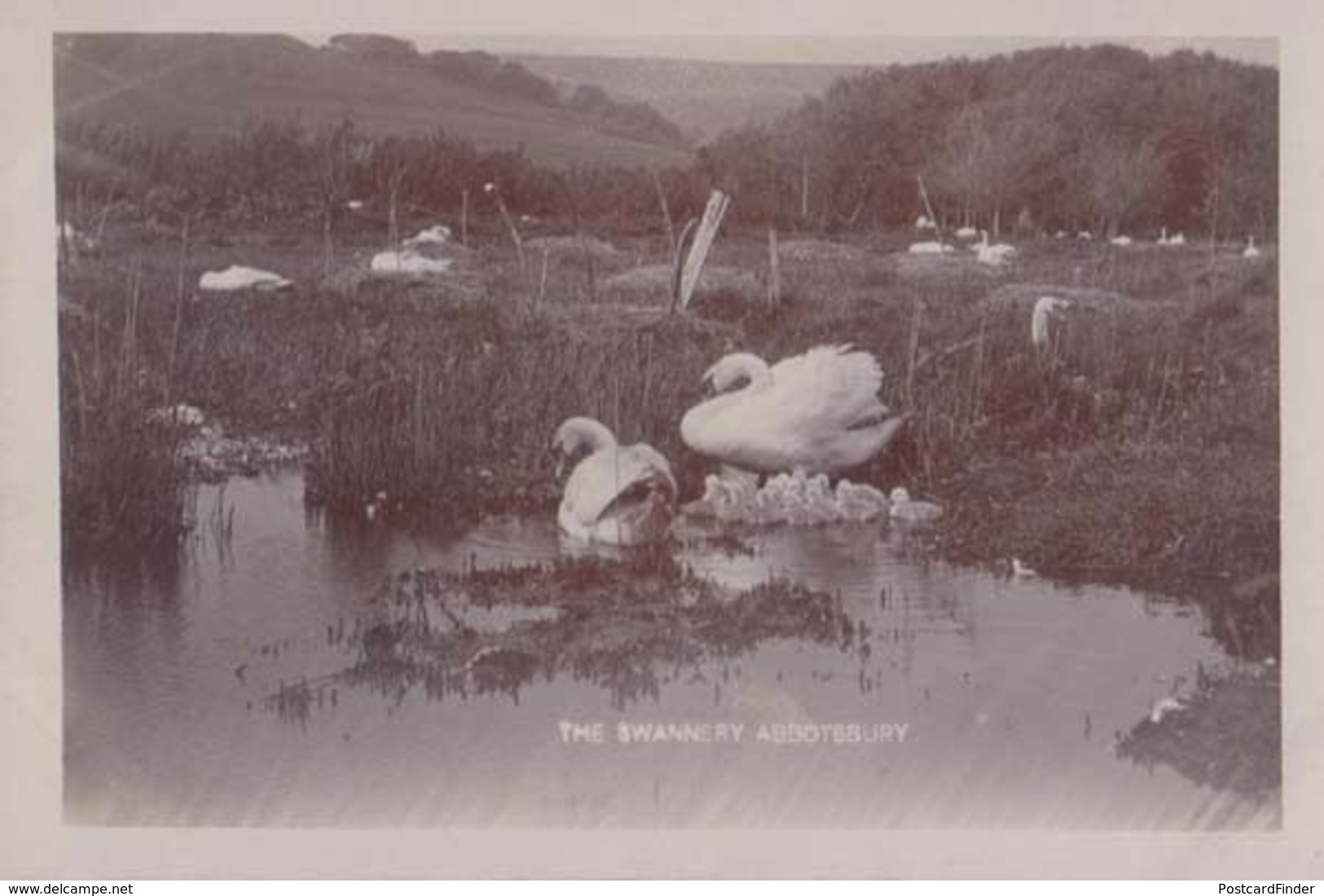 Abbotsbury Swan Swans Bird Swannery Antique Real Photo Postcard - Birds