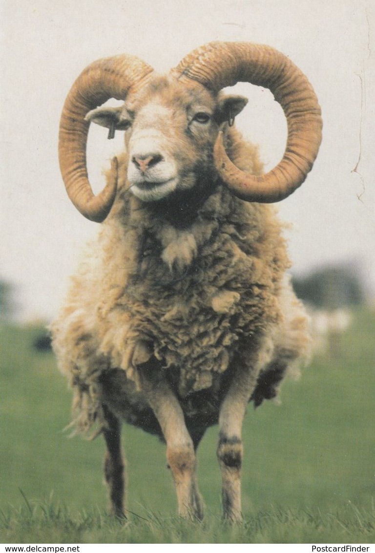 North Ronaldsay Ram Orkney Sheep Lamb Postcard - Other & Unclassified