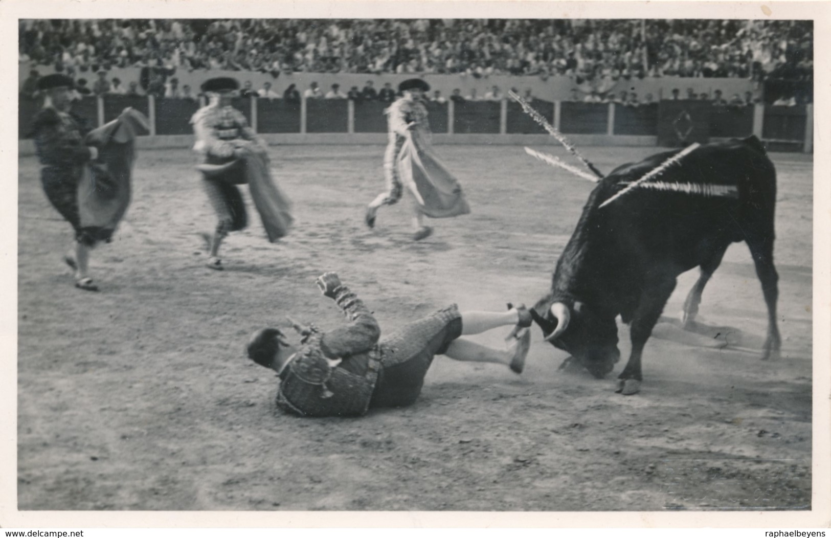 Snapshot Corrida Torreador à Terre Taureau Furieux Accident Blessé Sport - Personnes Anonymes