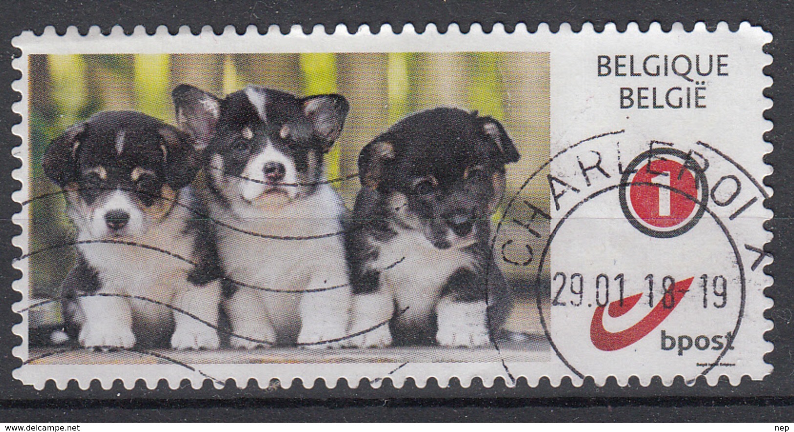 BELGIË - (PUPPY'S) (Grote 1) - Gebraucht