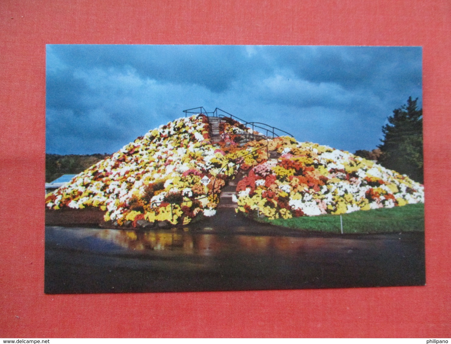 Spectacular Chrysanthemum Mountain Display   Pa  Map & Address On Back  Ref 3453 - Other & Unclassified