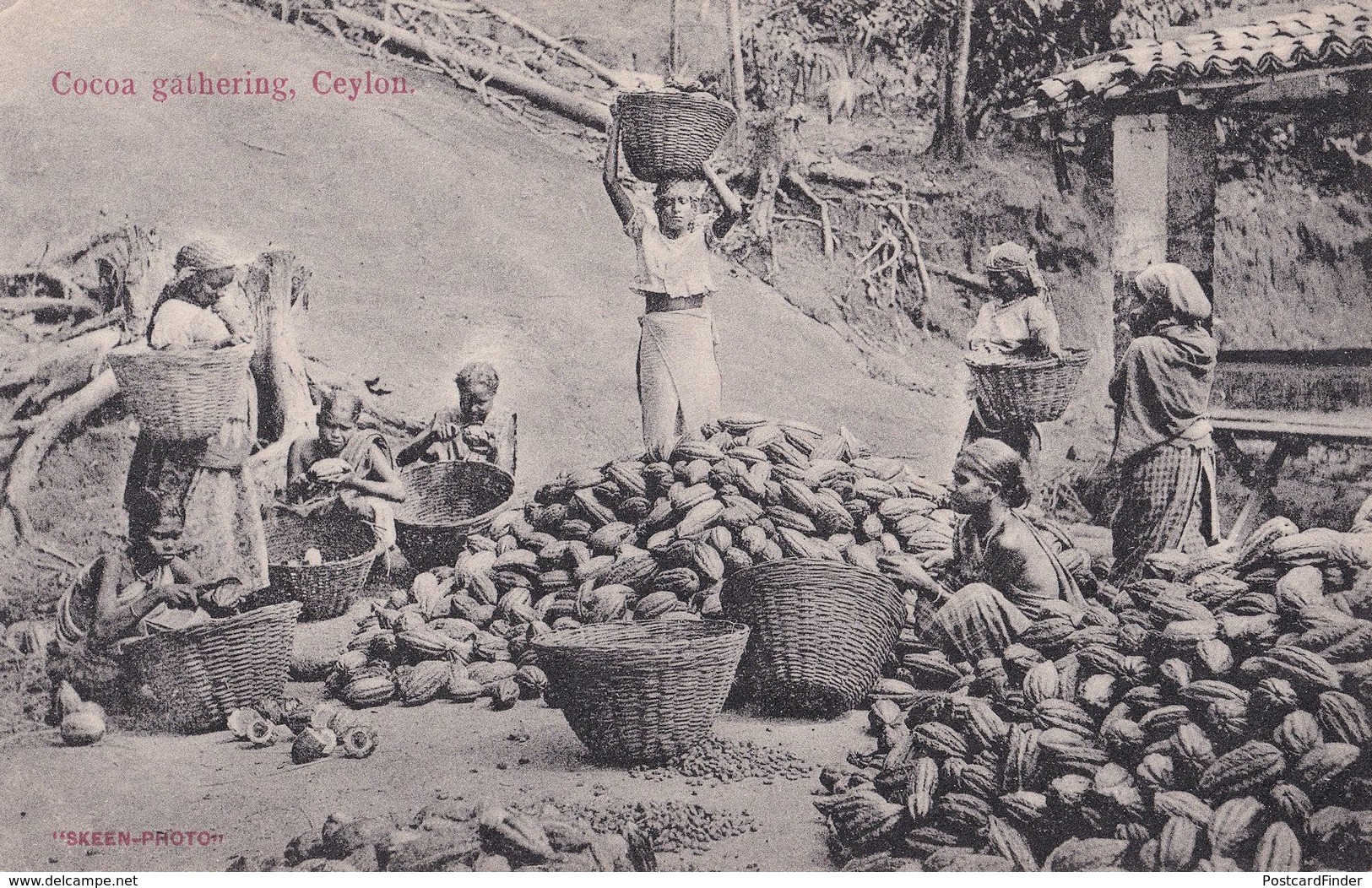 Cocoa Gathering Ceylon India Old Postcard - India