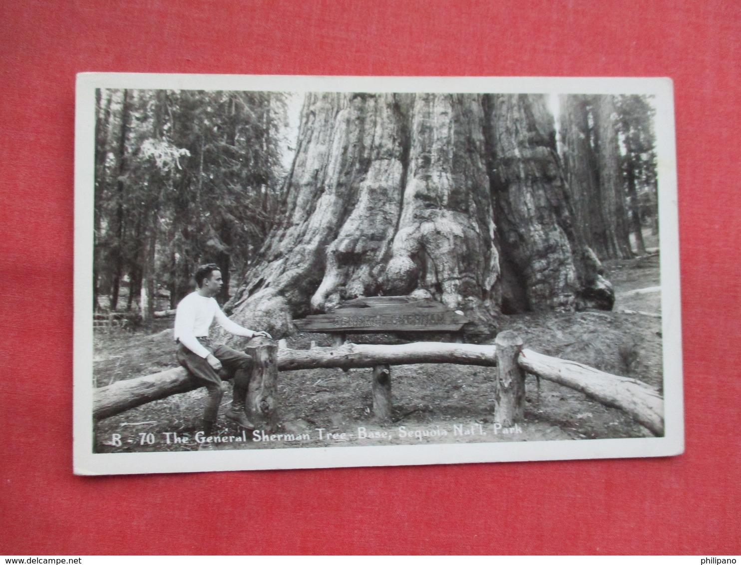 RPPC  The General Sherman Tree Sequoia National Park  Ref 3455 - Trees