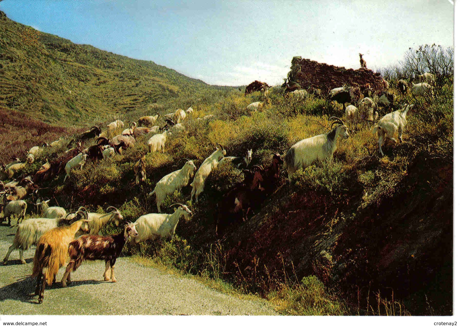 Corse N°2020 Beau Troupeau De Chèvres Dans Le Maquis - Sonstige & Ohne Zuordnung
