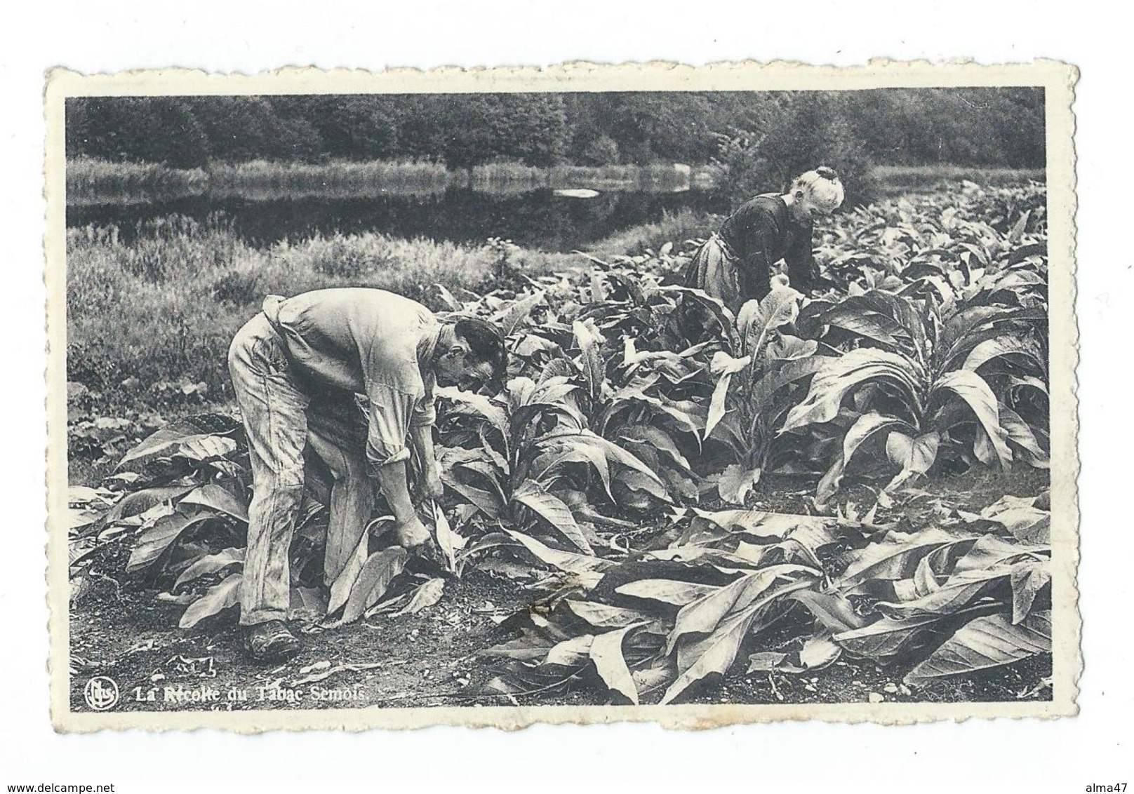 Herbeumont - La Récolte Du Tabac, Homme Et Femme - Circulé 1948 - Edit. G. Gaillard, Herbeumont - Herbeumont