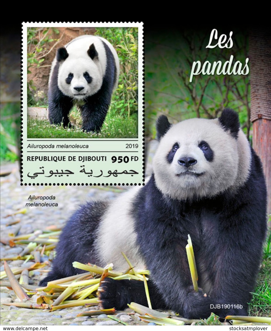 Djibouti 2019  Fauna Pandas S201903 - Djibouti (1977-...)