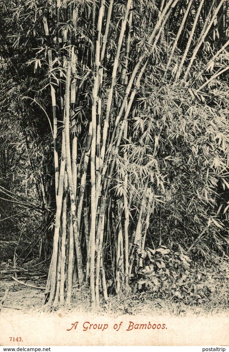 A GROUP OF BAMBOOS  INDIEN INDIA INDE - India