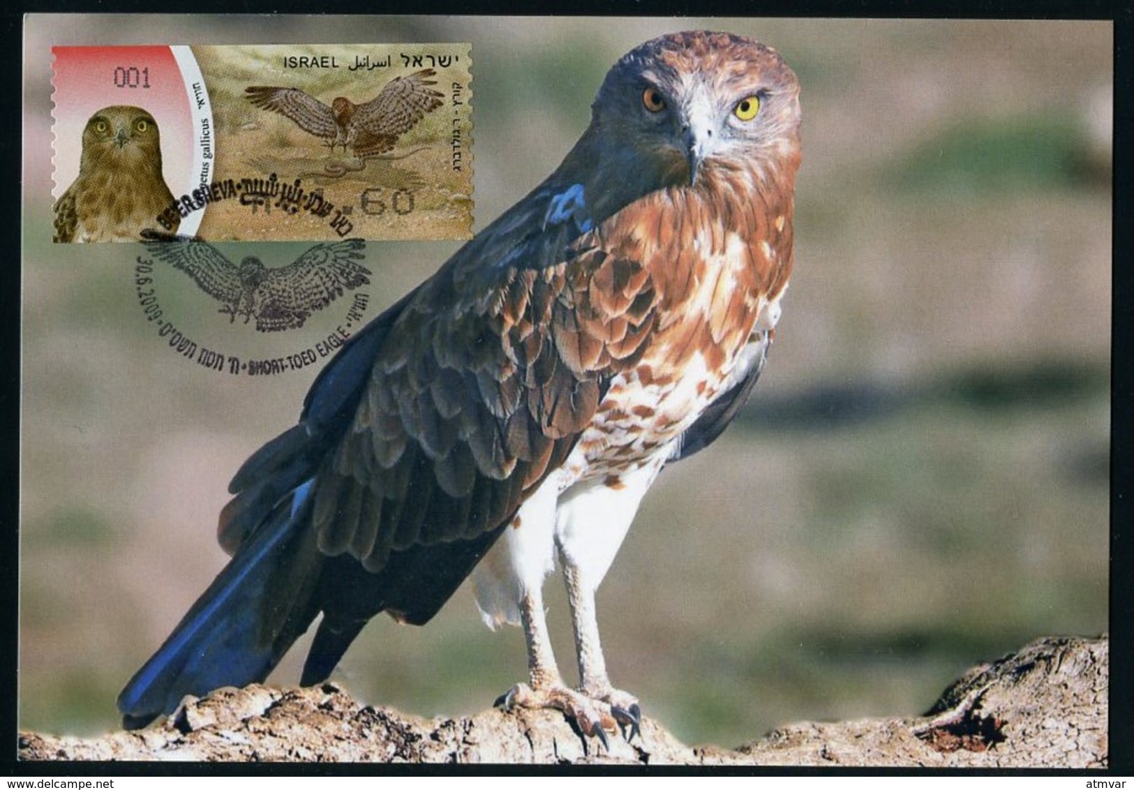 ISRAEL (2009) - Carte Maximum Card - ATM - Circaetus Gallicus, Short-toed Eagle, Circaète Jean-le-Blanc - Bird, Oiseau - Tarjetas – Máxima