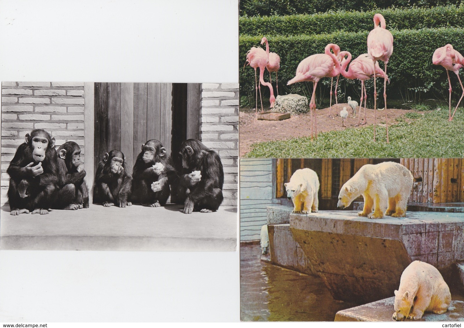 ANTWERPEN-ZOO-DIERENTUIN-JARDIN ZOOLOGIQUE-CHIMPANSEES+IJSBEER+FLAMINGOS-LOTJE 3 KAARTEN-ZIE DE 2 SCANS-MOOI ! ! ! - Antwerpen