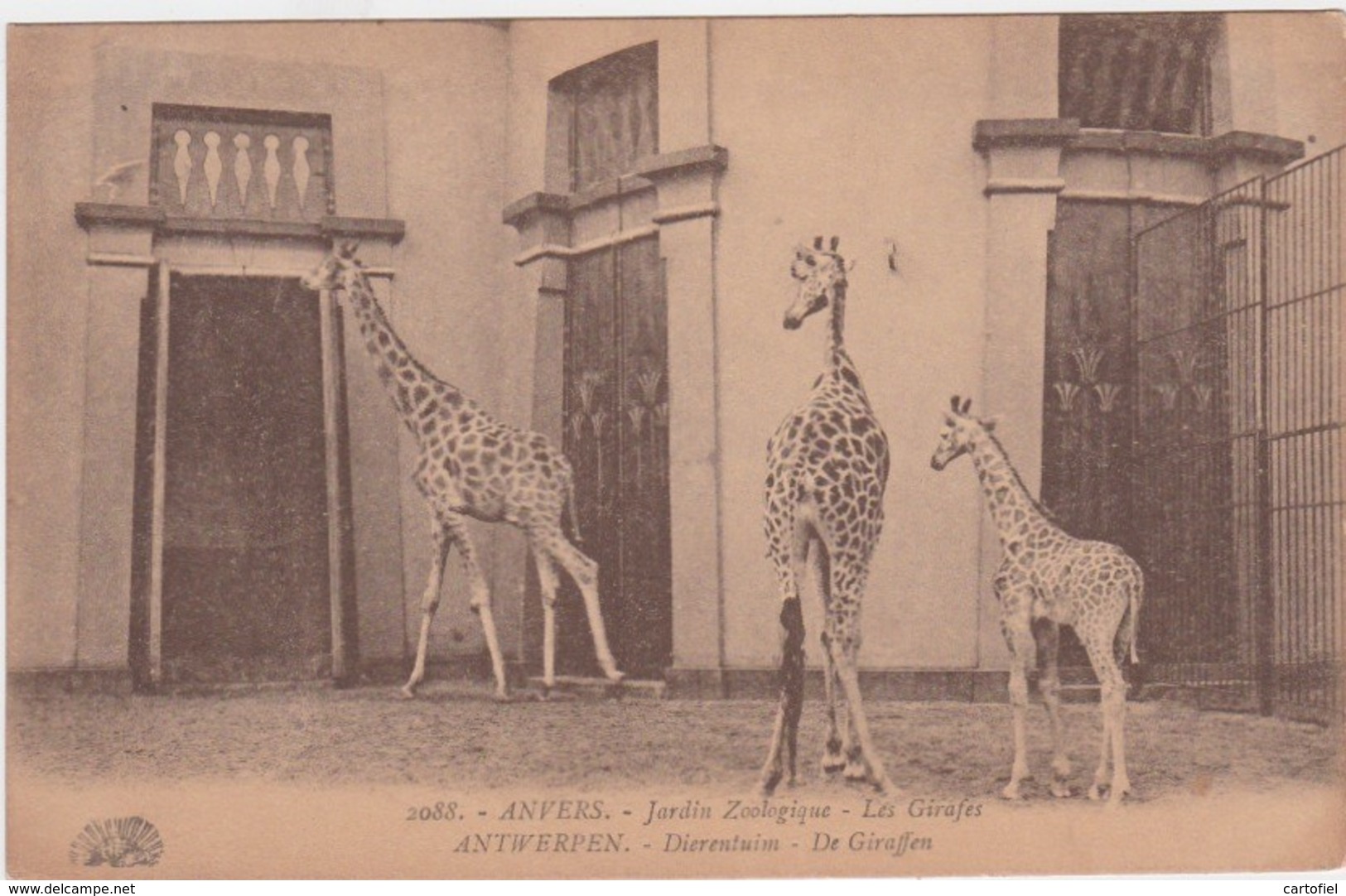 ANTWERPEN-ZOO-DIERENTUIN-JARDIN ZOOLOGIQUE-LES GIRAFES-EDITEUR-HENRI GEORGES-NIET VERSTUURD-ZIE DE 2 SCANS-MOOI ! ! ! ! - Antwerpen