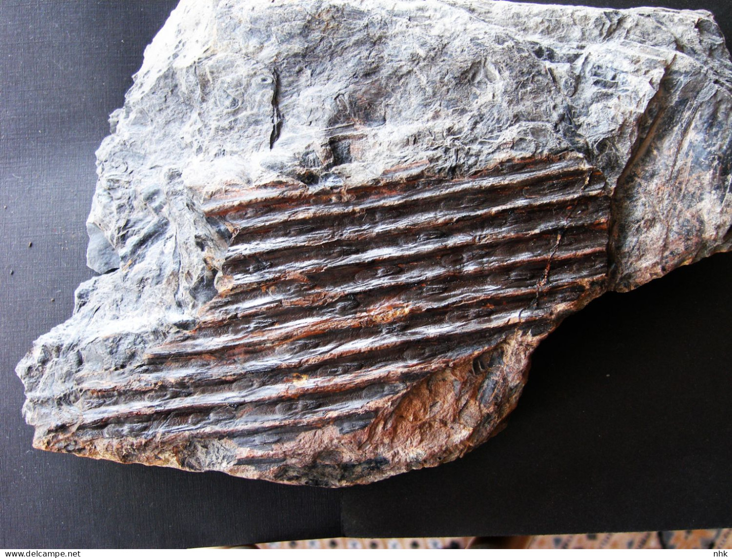Fossiles  Sigillaria Rugosa Plante Du Carbonifère Carboniferous Plant - Fossiles