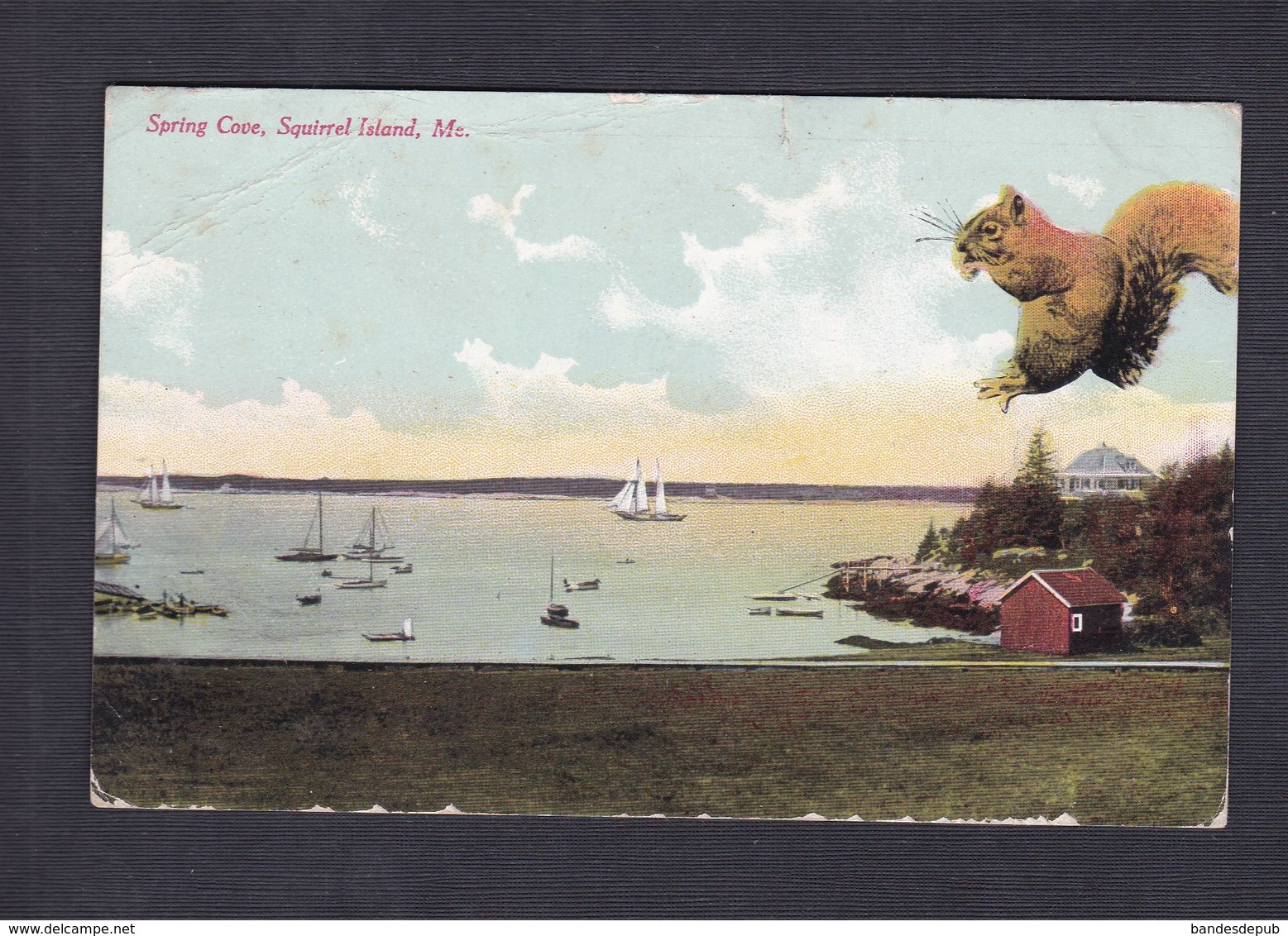 Spring Cove - Squirrel Island - Maine ( Ecureuil G.W. Morris) - Autres & Non Classés