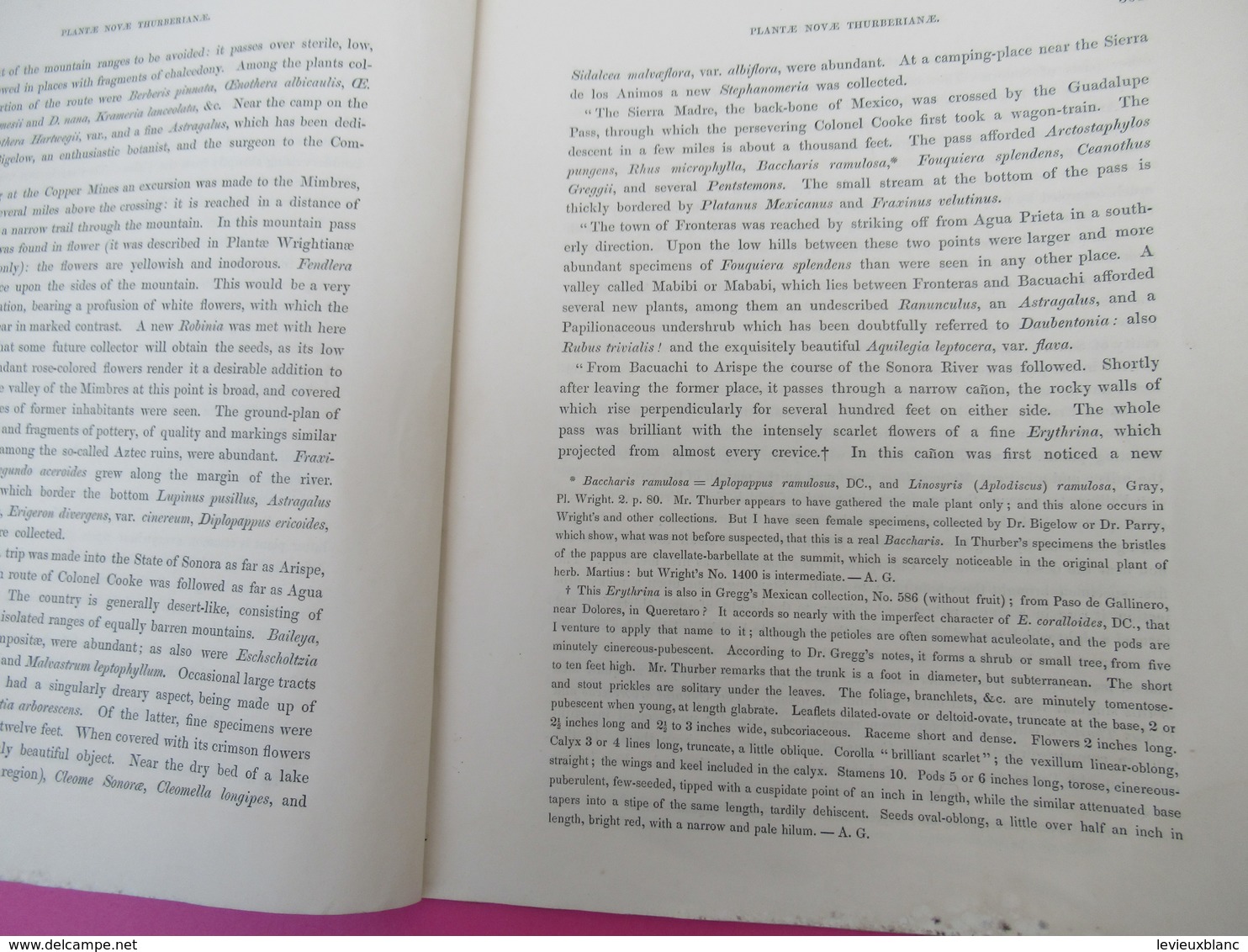 Fascicule/Botanique/Plantae Novae Thurberianae/New  Genra And Species Of Plants/George THURBER/ Asa GRAY/1854   MDP117 - Andere & Zonder Classificatie