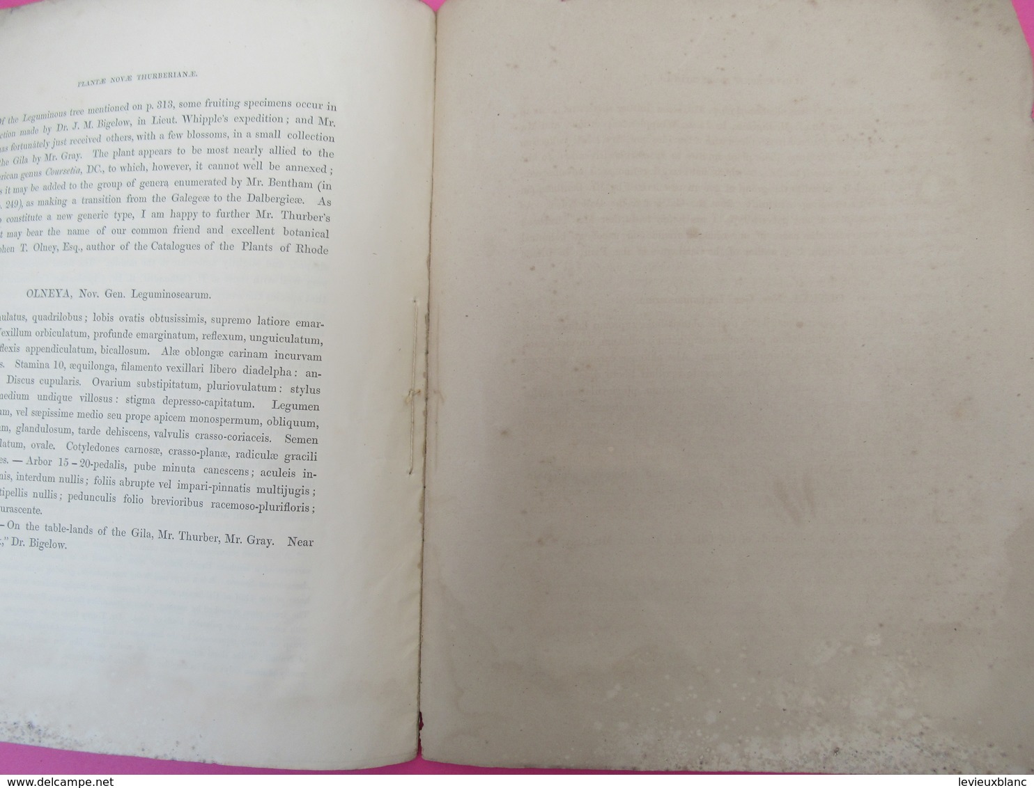 Fascicule/Botanique/Plantae Novae Thurberianae/New  genra and Species of Plants/George THURBER/ Asa GRAY/1854   MDP117