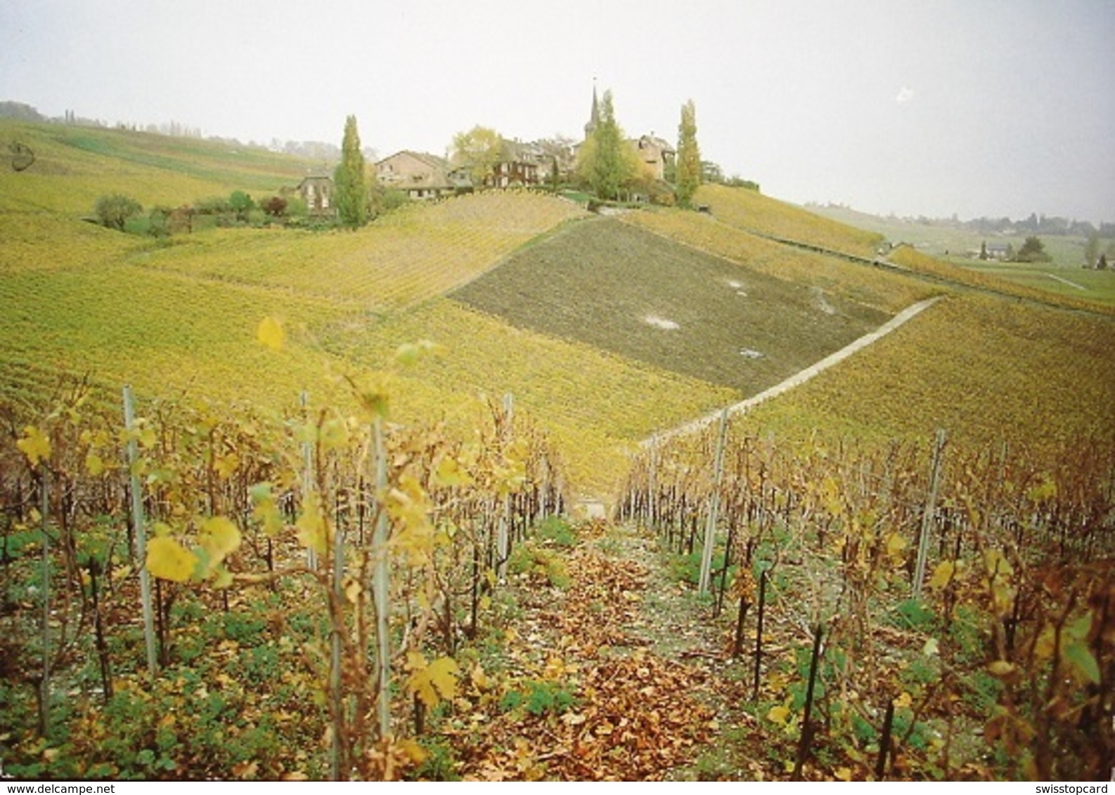 FÉCHY-DESSUS Vignes Rousses Weinbau - Féchy