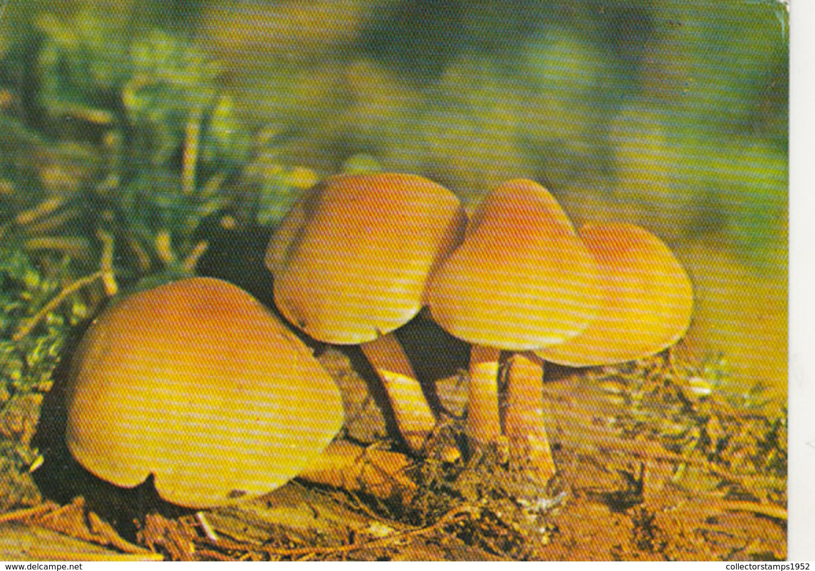 80191- MUSHROOMS, PLANTS - Funghi