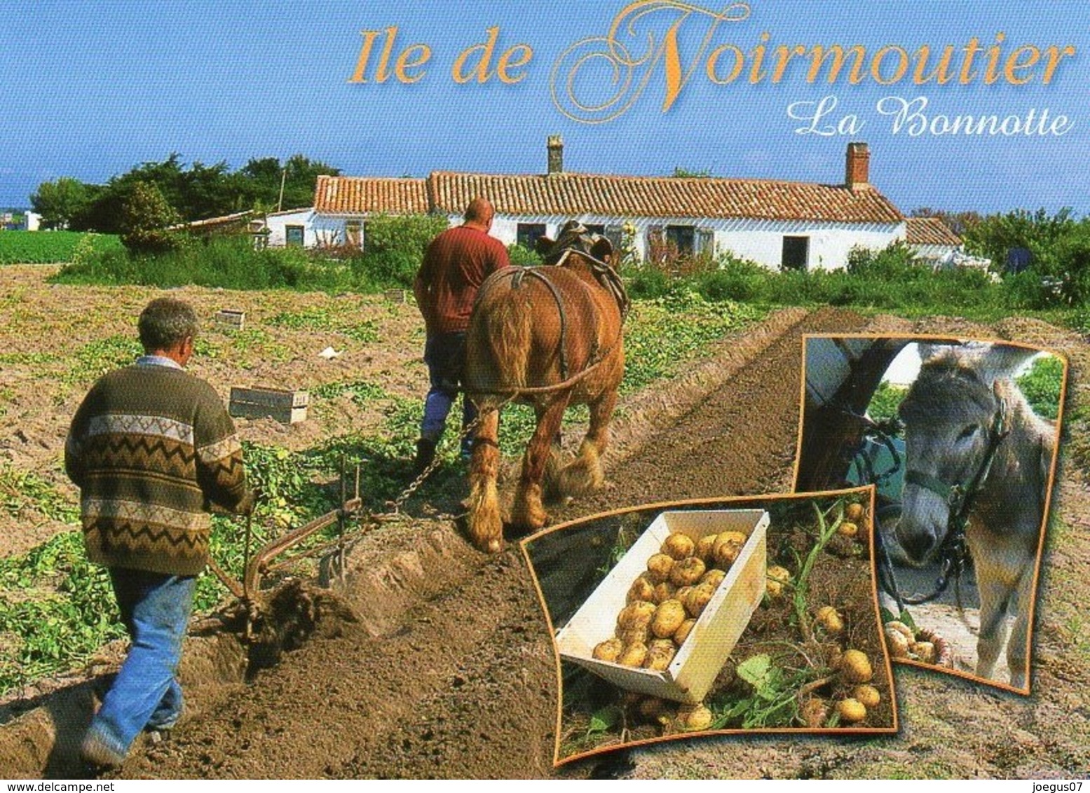 Ile De Noirmoutier - La Culture Des Pommes De Terre Appelées "la Bonnotte" - 6180 - Editions JACK - TBE - Noirmoutier