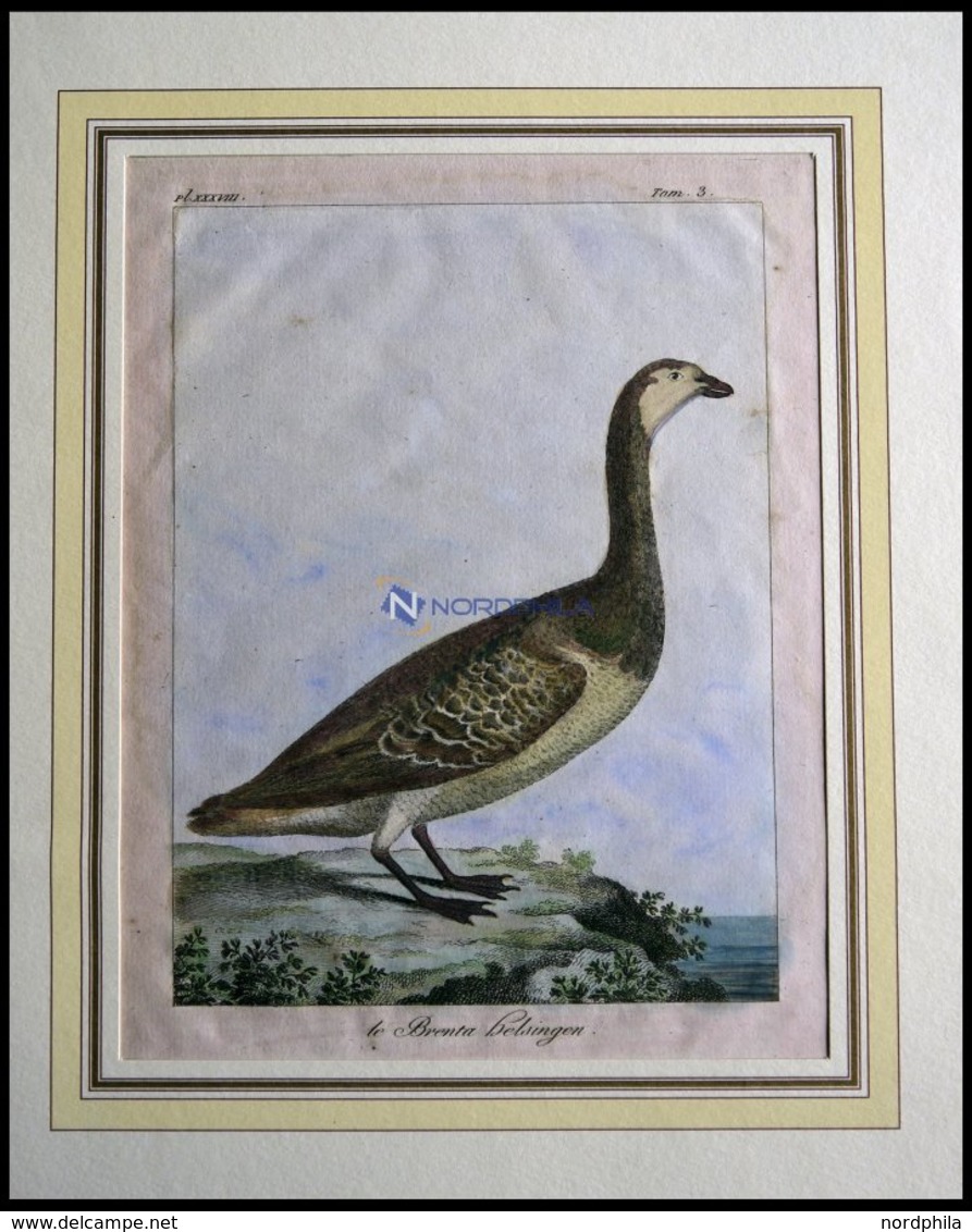 Der Gänsevogel (le Brenta Helsingen), Kolorierter Kupferstich Von Olafsen Aus Atlas Du Voyage En Islande Von 1802 - Lithographies