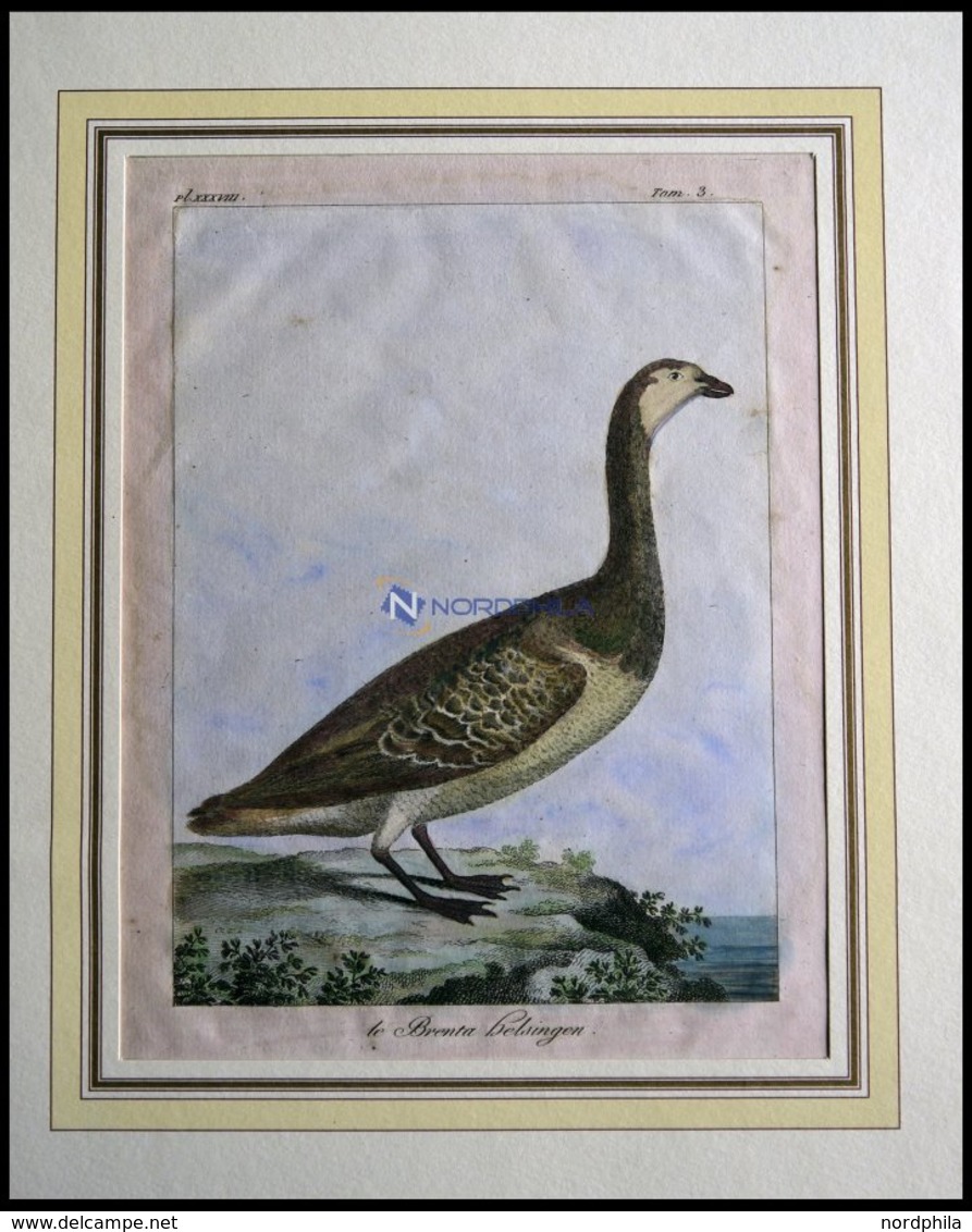Der Gänsevogel (le Brenta Helsingen), Kolorierter Kupferstich Von Olafsen Aus Atlas Du Voyage En Islande Von 1802 - Litografia