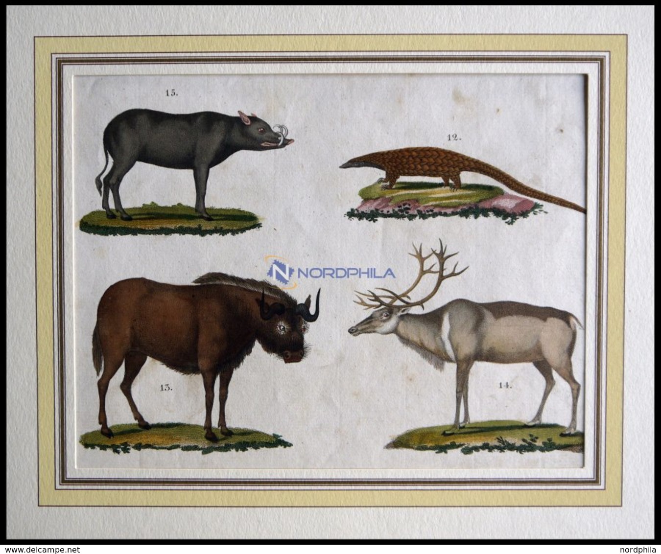 4 Verschiedene Säugetiere (Phatagin, Saiga-Antilope, Renntier U. Hirscheber) Auf Einem Blatt, Altkolorierter Kupferstich - Lithographies