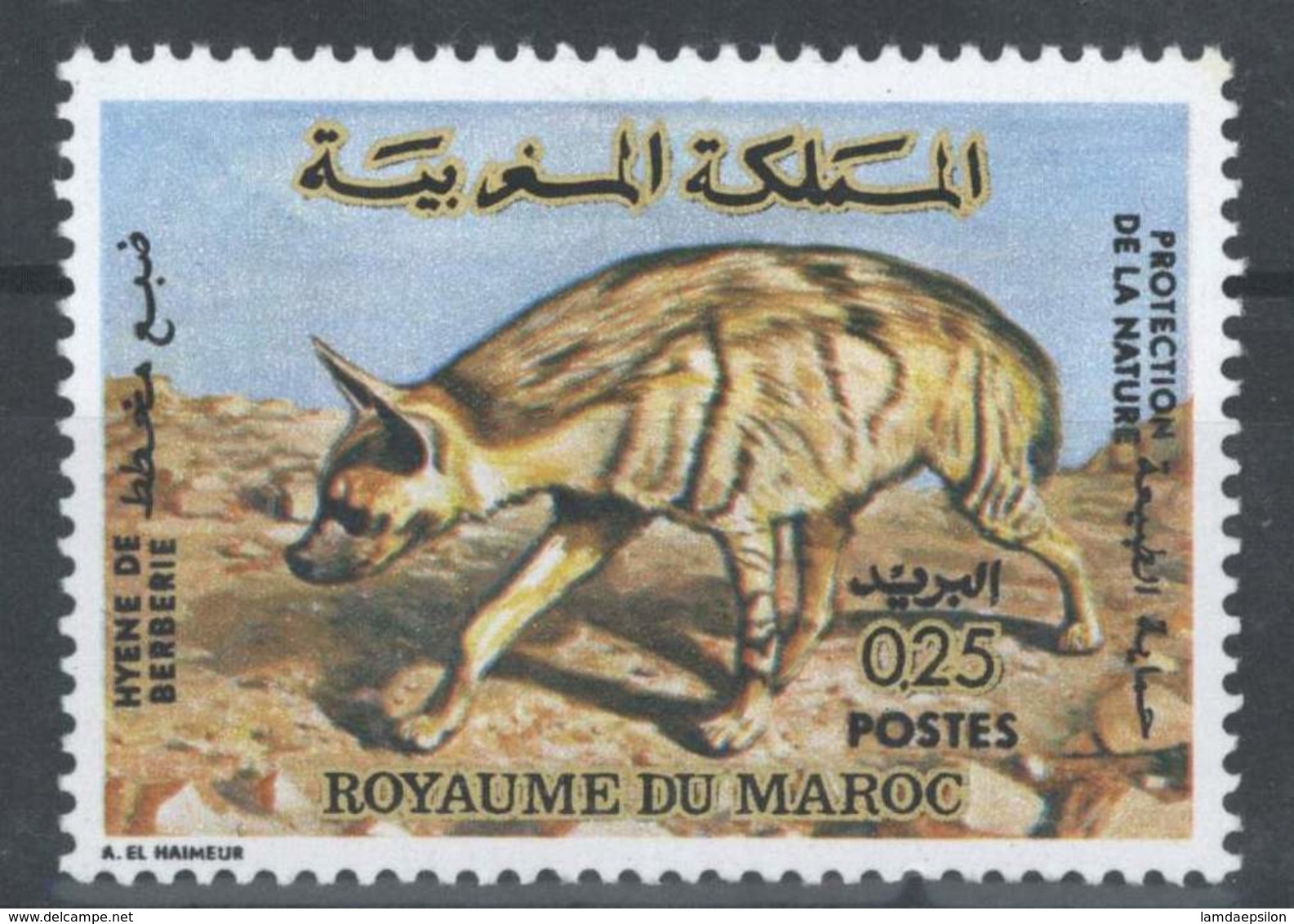 MOROCCO HYENE DE BERBERIE FAUNE ANIMALS - Morocco (1956-...)