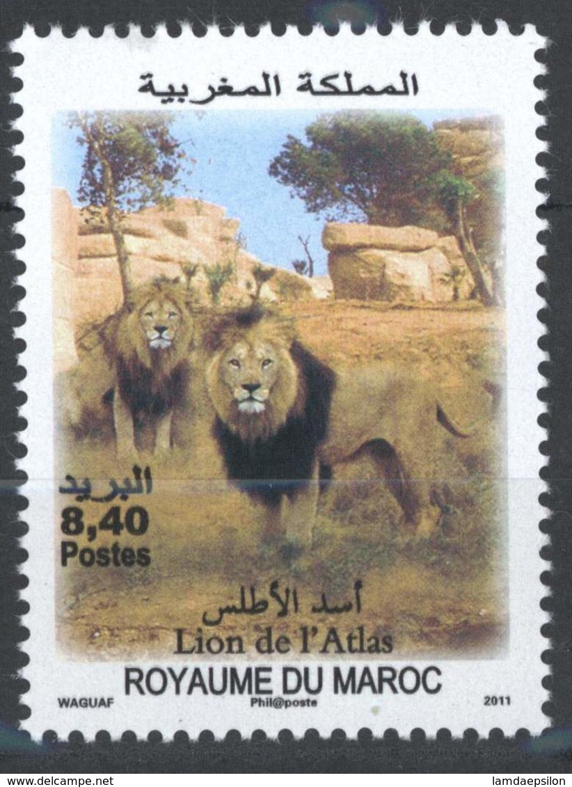 MOROCCO FAUNE FAUNA LION DE L' ATLAS 2011 - Morocco (1956-...)