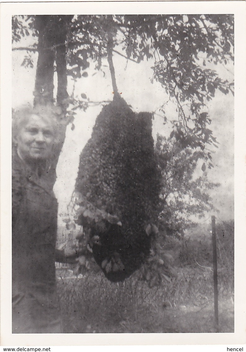 APICULTURE. Photo D'essaim D'abeilles - Otros & Sin Clasificación