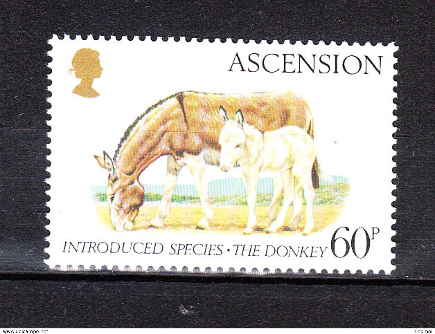 Ascension - 1983. Asino E Suo Puledro. Donkey And His Foal. MNH - Esel