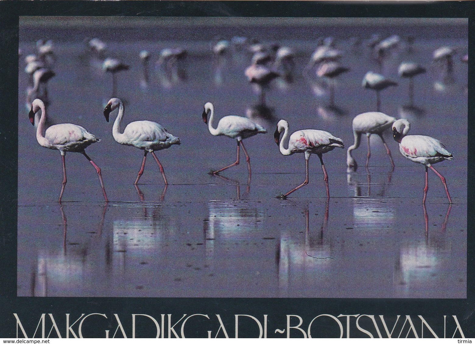 Makgadikadi-Botswana - - Botswana