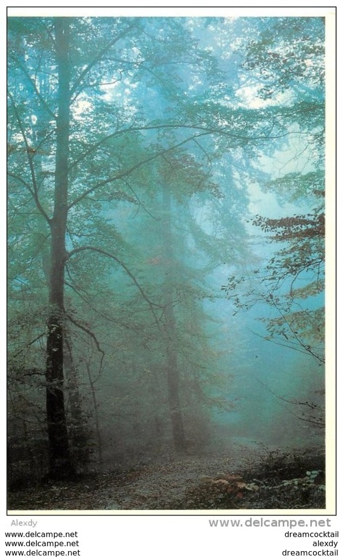 Photo Cpsm Cpm 77 FONTAINEBLEAU. La Forêt Tiré à 1000 Exemplaire Par Prunier - Fontainebleau