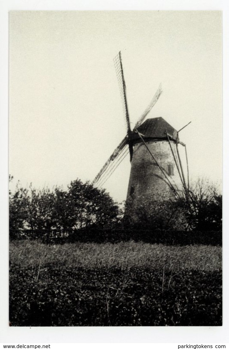 D132 - Bornem - Stenen Molen - 1940 Gesloopt - Molen - Moulin - Mill - Mühle - Bornem