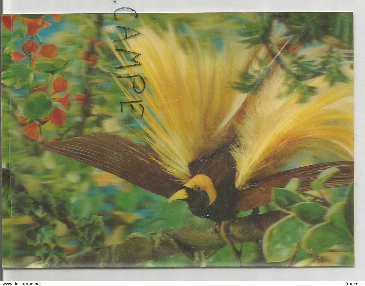 Carte 3D. Oiseau Du Paradis. - Cartes Stéréoscopiques