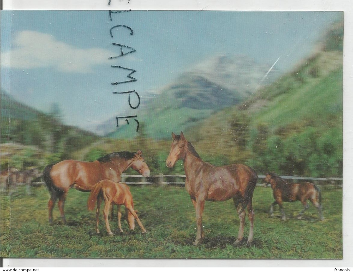 Groupe De Chevaux Dans Une Prairie Au Pied Des Montagnes. - Cartes Stéréoscopiques