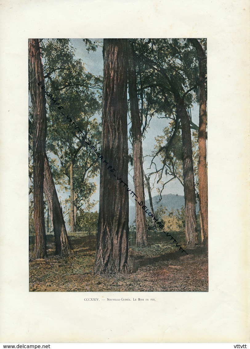 Document (1880) : Nouvelle-Guinée, Le Bois De Fer, Photographie Aquarellée (Aquarelle), Souvenir De Voyage - Papua New Guinea