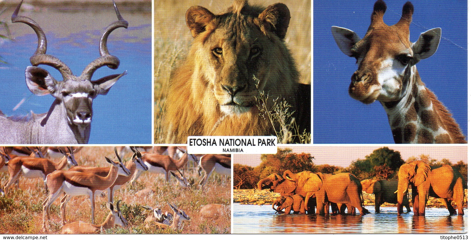 NAMIBIE. Carte Postale écrite En 1998. Parc National D'Etosha. - Namibie